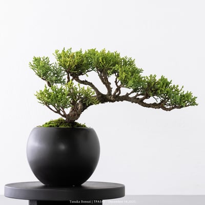 紀州真柏｜TPA5472