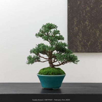 【官網限定】紀州真柏｜OWTP5013