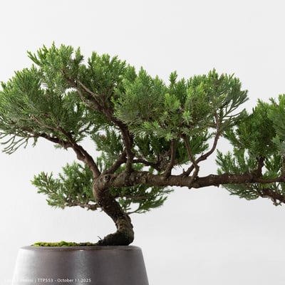 台灣真柏｜TTP5538