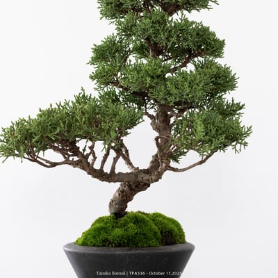 紀州真柏｜TPA5369