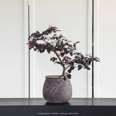 紅花繼木｜HP5084