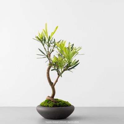 虎斑羅漢松｜FP5346