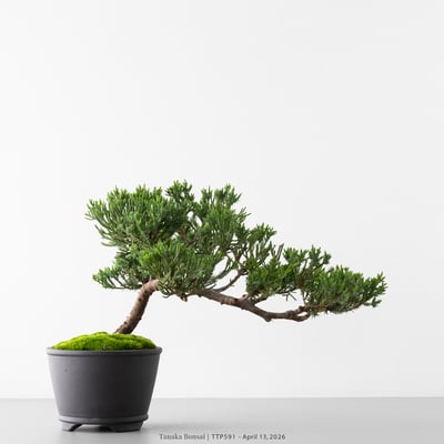 臺灣真柏｜TTP5917