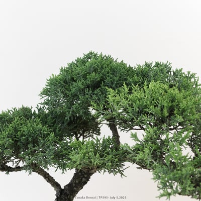 紀州真柏｜TP5957