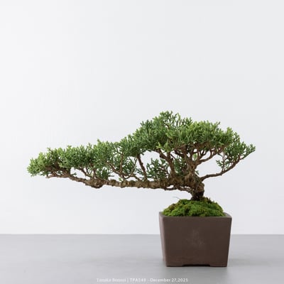 紀州真柏｜TPA5495