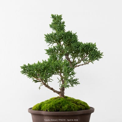 紀州真柏｜TPA5702