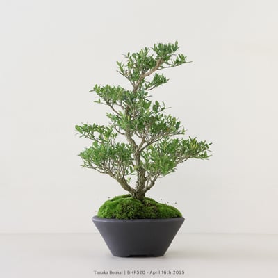 雀舌黃楊｜BHP5204