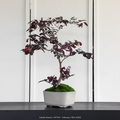 紅花繼木｜HP7045