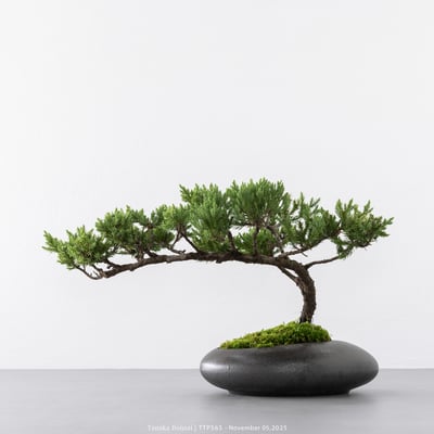 台灣真柏｜TTP5655