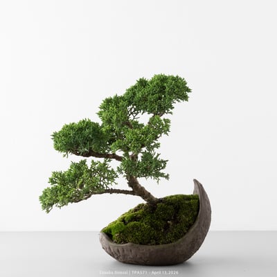 紀州真柏｜TPA5711