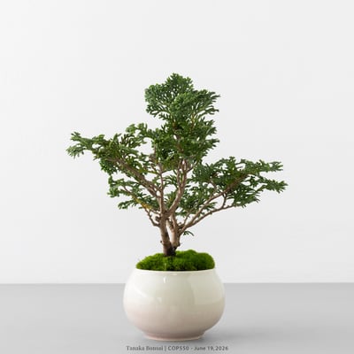 津山檜｜COP5505