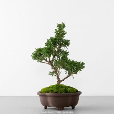 紀州真柏｜TPA5705