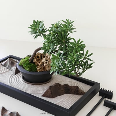 晶鑽羅漢松｜FP5187