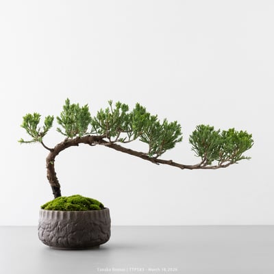 臺灣真柏｜TTP5837