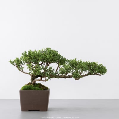 紀州真柏｜TPA5491