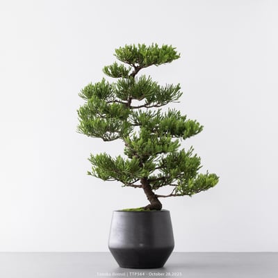 台灣真柏｜TTP5641