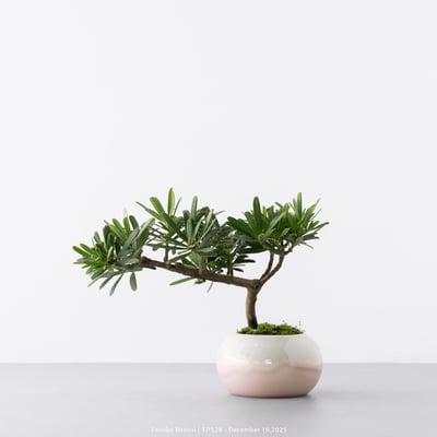 晶鑽羅漢松｜FP5289