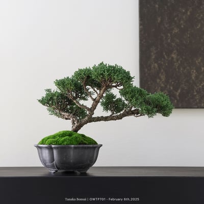 【官網限定】紀州真柏｜OWTP7014