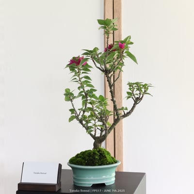 八房九重葛｜FP5176