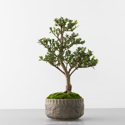 綠鑽羅漢松｜GPP5137