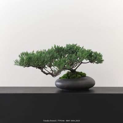 台灣真柏｜TTP5463