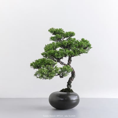 宮坂系魚川真柏｜MP5294