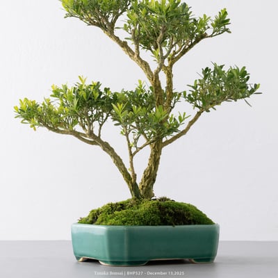 雀舌黃楊｜BHP5276