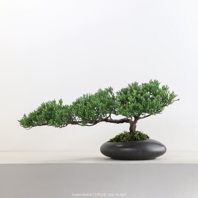 台灣真柏｜TTP7282