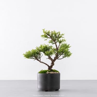 紀州真柏｜TPA5395