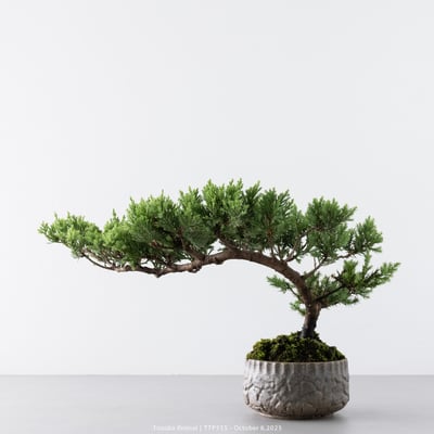 台灣真柏｜TTP5557