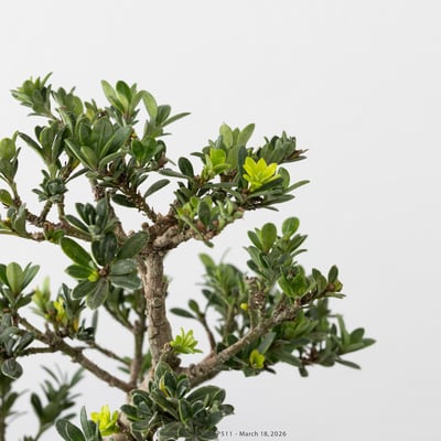 綠鑽羅漢松｜GPP5116