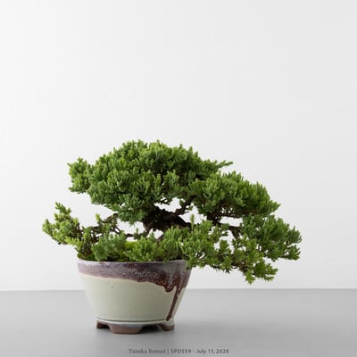 珍珠柏｜SPD5593