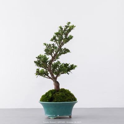 綠鑽羅漢松｜GPP5097
