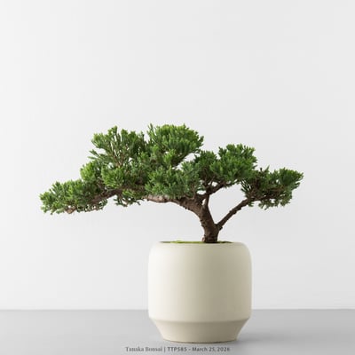 臺灣真柏｜TTP5855