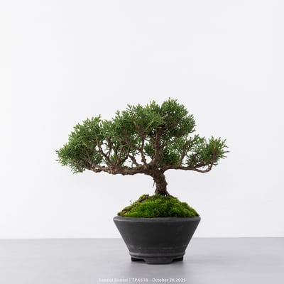 紀州真柏｜TPA5387