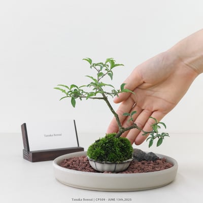 李氏櫻桃｜CP5091