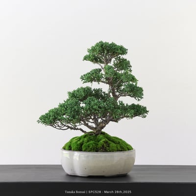 紀州真柏｜TPA5285