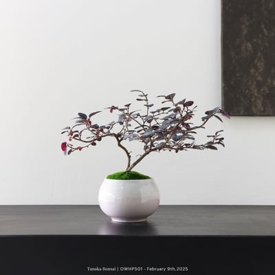 【官網限定】紅花繼木｜OWHP5016