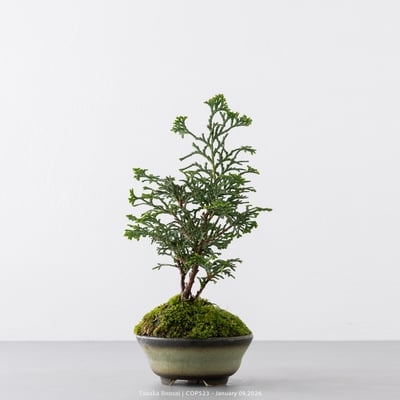 日本青檜｜COP5236