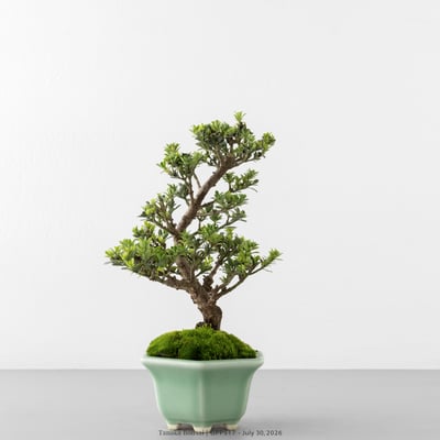綠鑽羅漢松｜GPP517-B6