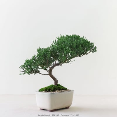 台灣真柏｜TTP5376