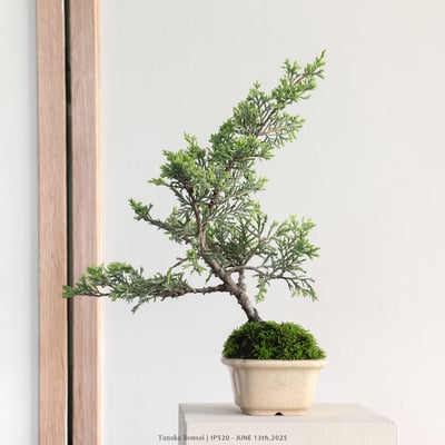 系魚川真柏｜IP5204