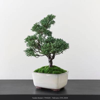 紀州真柏｜TPA5203