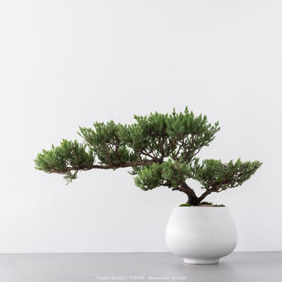 台灣真柏｜TTP5706