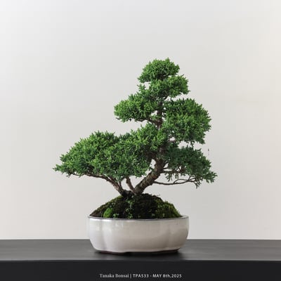 紀州真柏｜TPA5335