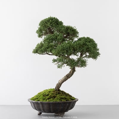 紀州真柏｜TP7882