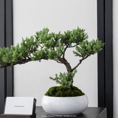 台灣真柏｜TTP5582