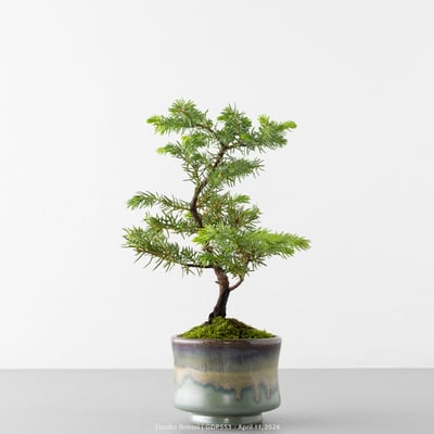 黃金杜松｜GDP5533