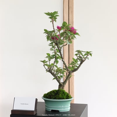 八房九重葛｜FP5175