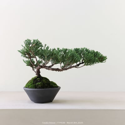 台灣真柏｜TTP5396